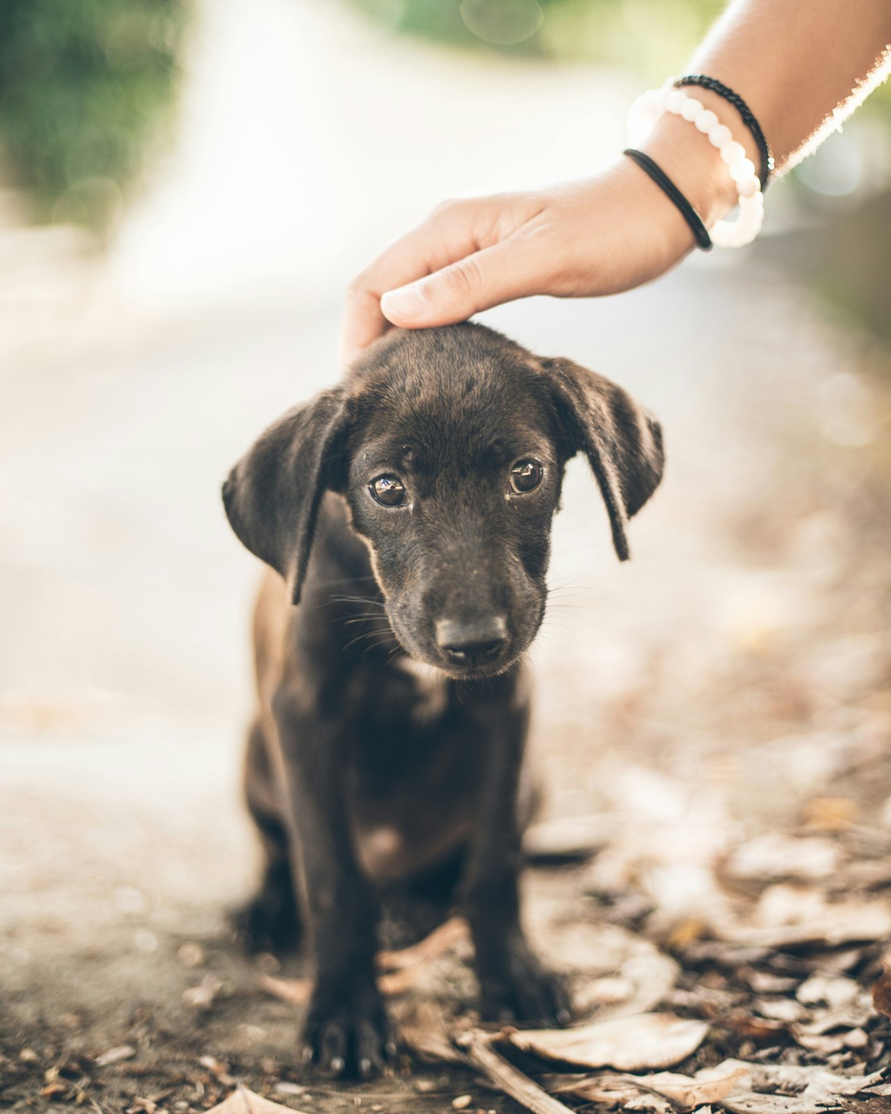 Séance d'acupression tout en douceur avec un chiot